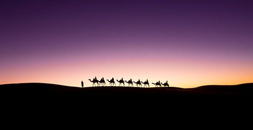 Camels on the horizon