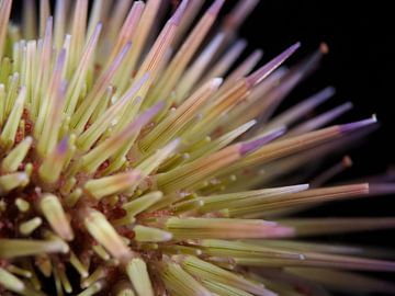 Feuerwerk an einem Seeapfel von René Weterings