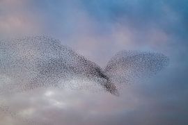 Starling murmuration in the sky during sunset