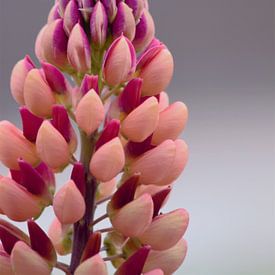 pastellfarbene Blume von Anke Winters