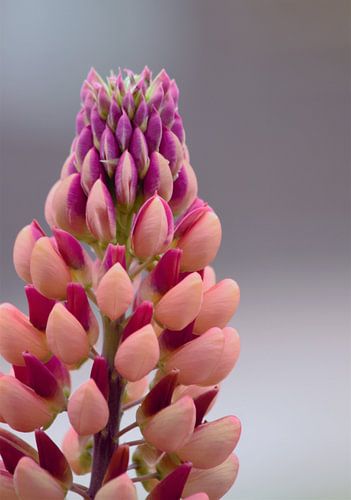 pastellfarbene Blume