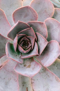 Pastelroze succulent in botanische tuin