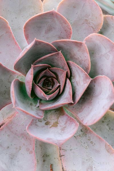 Pastellrosa Sukkulente im botanischen Garten von Simone Neeling