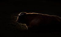 Schotse hooglander in het donker van natascha verbij thumbnail