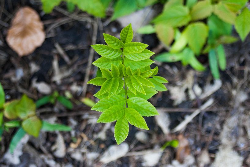 A treesprout by Robin Groen