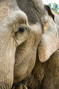 Un éléphant vu de près