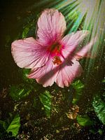Roze bloem