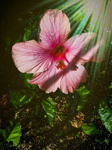 Roze bloem van Renee Alexandra Serlier