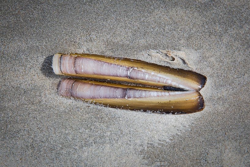 stranded on the beach by Ed Dorrestein