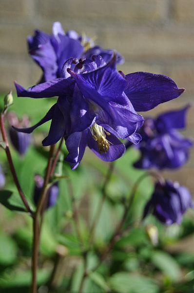 Blauwe akelei par Jetty Boterhoek