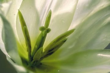 Tulpen beker van Christine Nöhmeier