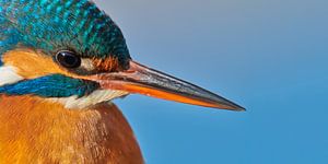 Eisvogel - Porträt
