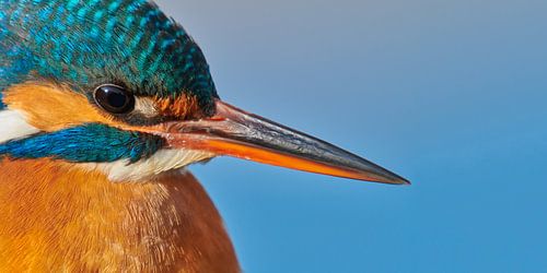 IJsvogel - portret