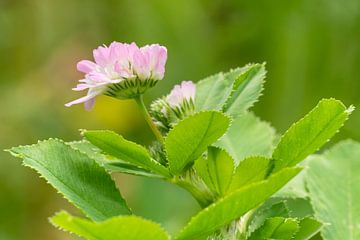 Persian clover (Trifolium resupinatum) by Alexander Ludwig