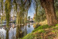 Blick durch die Weiden am Singel Alkmaar, Niederlande
