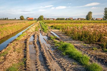 Reifenspuren in nassem Lehmboden, Oud-Vossemeer