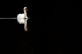 Knobbelzwaan von Douwe Schut