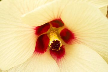 Cream Okra Flower van Iris Holzer Richardson