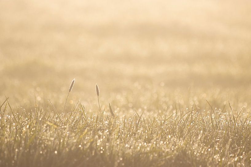Perles dans l'herbe par Bas Ronteltap