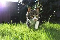 Junge Katze im Gras von Elisabeth Eisbach Miniaturansicht