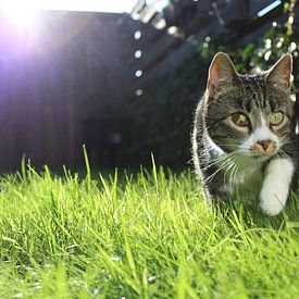 Kat met jachtinstinct in het gras van Elisabeth Eisbach