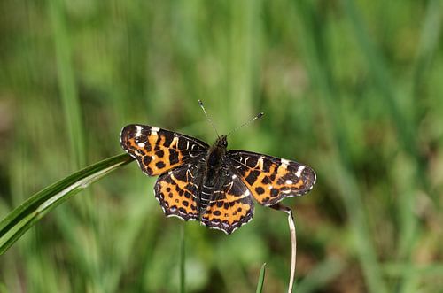 Oranje gevlekte vlinder op een grasspriet