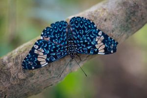 Nahaufnahme Schmetterling auf einem Blatt von Ron Jobing