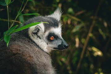 Ringelschwanzlemur von Tessa Koedam