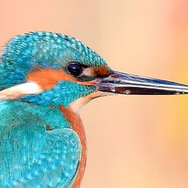 IJsvogel van dichtbij van Dennis Bresser