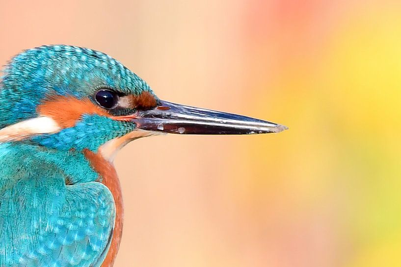 Kingfisher up close by Dennis Bresser