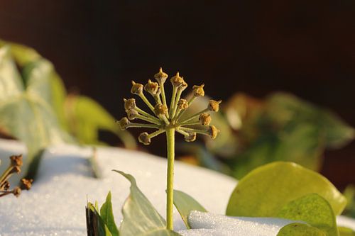 Ground ivy in the snow