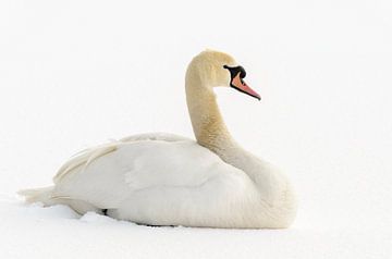 Mute swan in the snow by Richard Guijt Photography