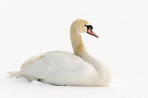 Cygne tuberculé dans la neige