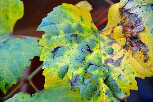 Buntes Weinblatt