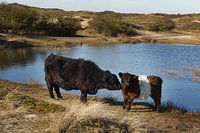 cow with calf in dunes