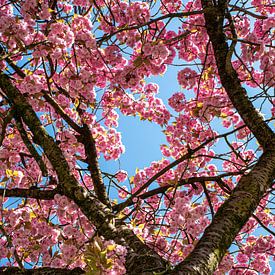 Bloesem boom roze van Lisa Berkhuysen