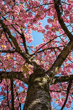 Bloesem boom roze van Lisa Berkhuysen