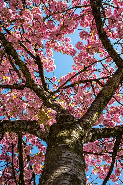 Blütenbaum rosa von Lisa Berkhuysen