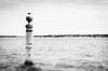 Meeuw op zee in Lissabon, Portugal | rauw natuurportret in zwart wit | reisfotografie van Willie Kers thumbnail