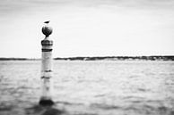 Meeuw op zee in Lissabon, Portugal | rauw natuurportret in zwart wit | reisfotografie van Willie Kers thumbnail
