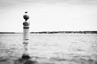 Meeuw op zee in Lissabon, Portugal | rauw natuurportret in zwart wit | reisfotografie
