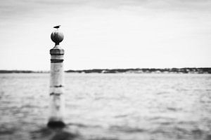 Möwe auf dem Meer in Lissabon, Portugal | Rohes Naturporträt in Schwarz-Weiß | Reisefotografie