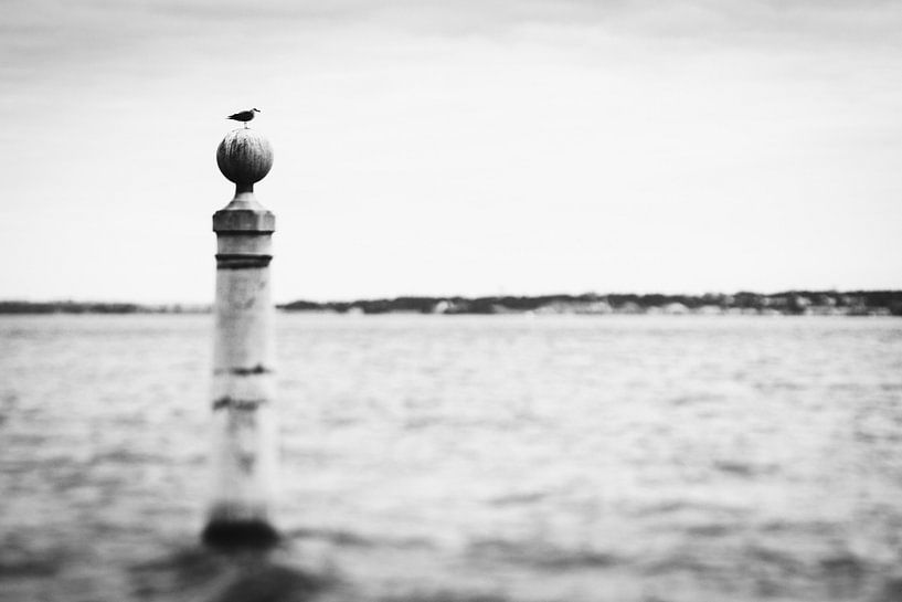 Mouette en mer à Lisbonne, Portugal | portrait nature brut en noir et blanc | photographie de voyage par Willie Kers