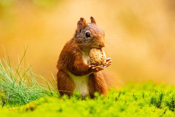 Squirrel (Sciurus vulgaris), rodent by Gert Hilbink