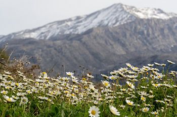 Flowers against the backdrop of a mountain