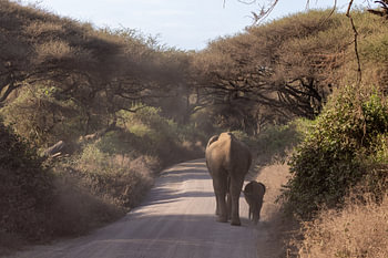 Mother and Calf, on the Move