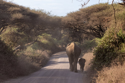 Mother and Calf, on the Move