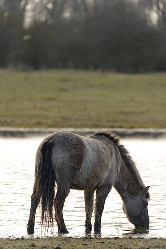 Wild Konik paard in de Oostvaardersplassen natuurreservaat