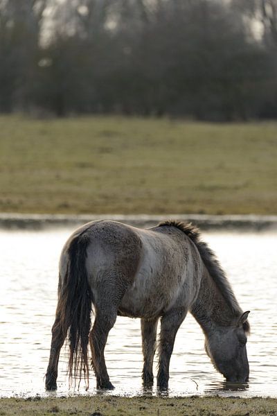 Cheval sauvage Konik dans la réserve naturelle d'Oostvaardersplassen. par Sjoerd van der Wal Photographie