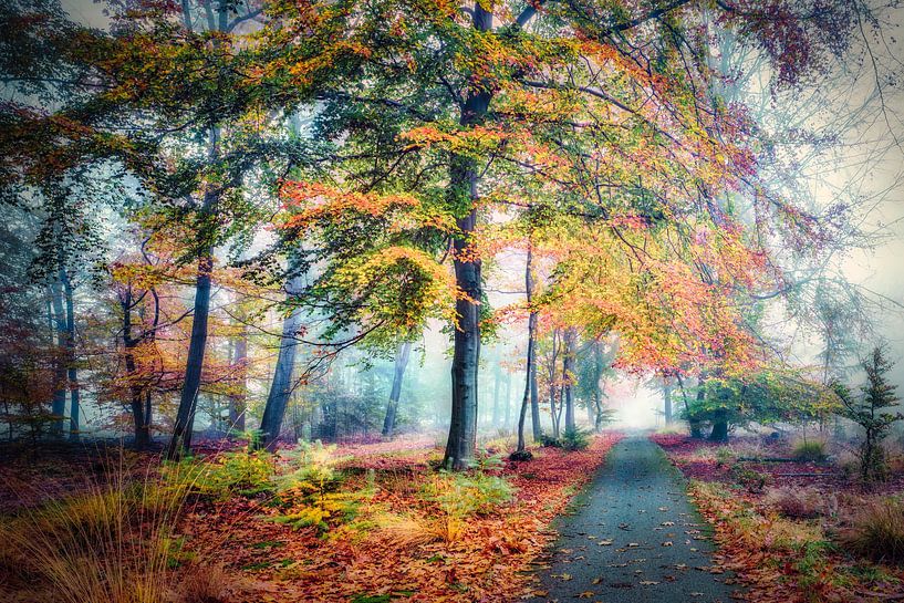 Fog in the autumn forest with lots of autumn colors by eric van der eijk